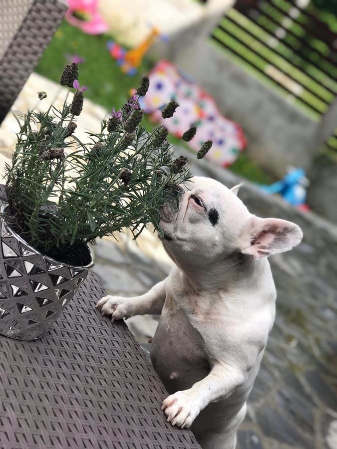 Гостевой дом Vila Mama Jana Буштени